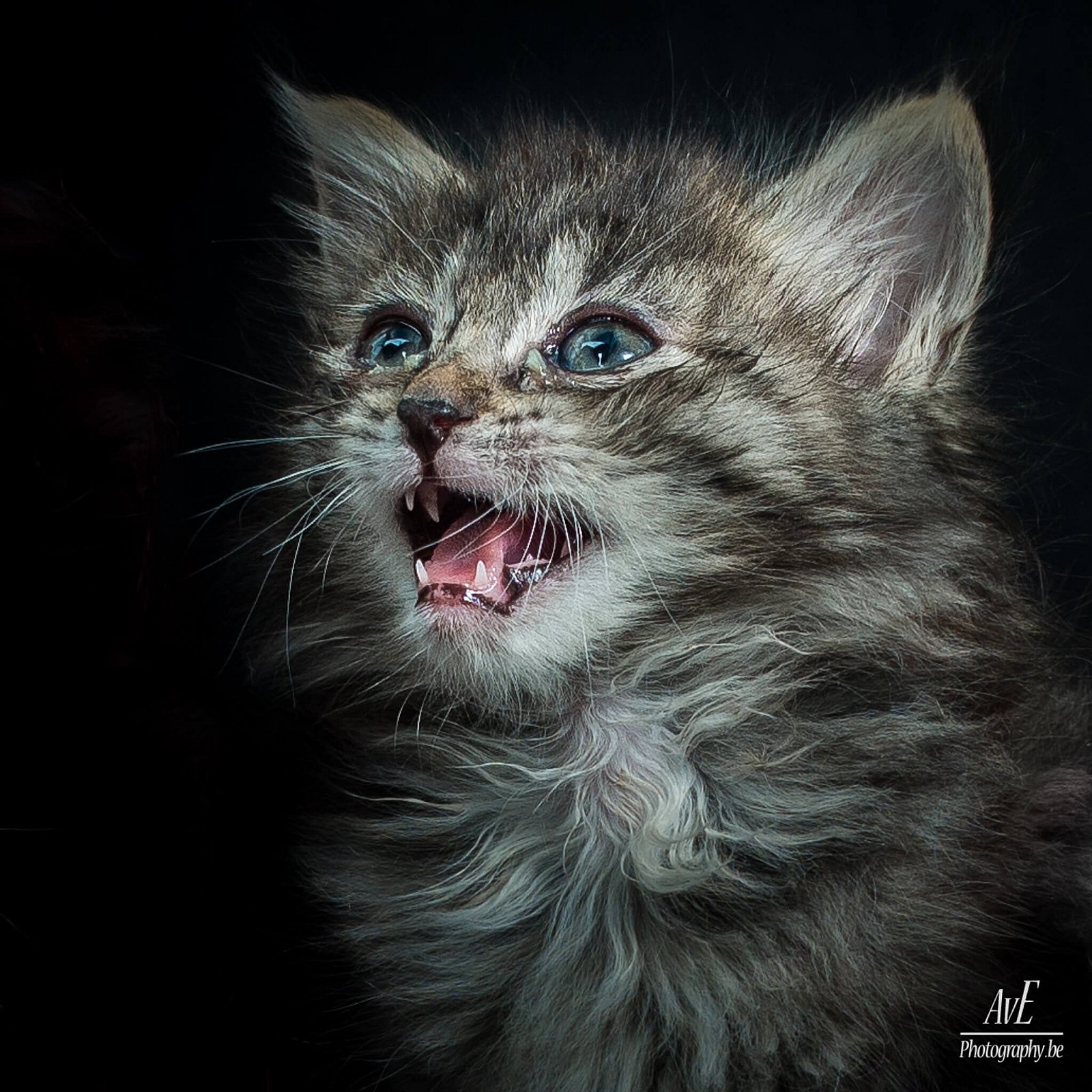 Portfolio - Katten