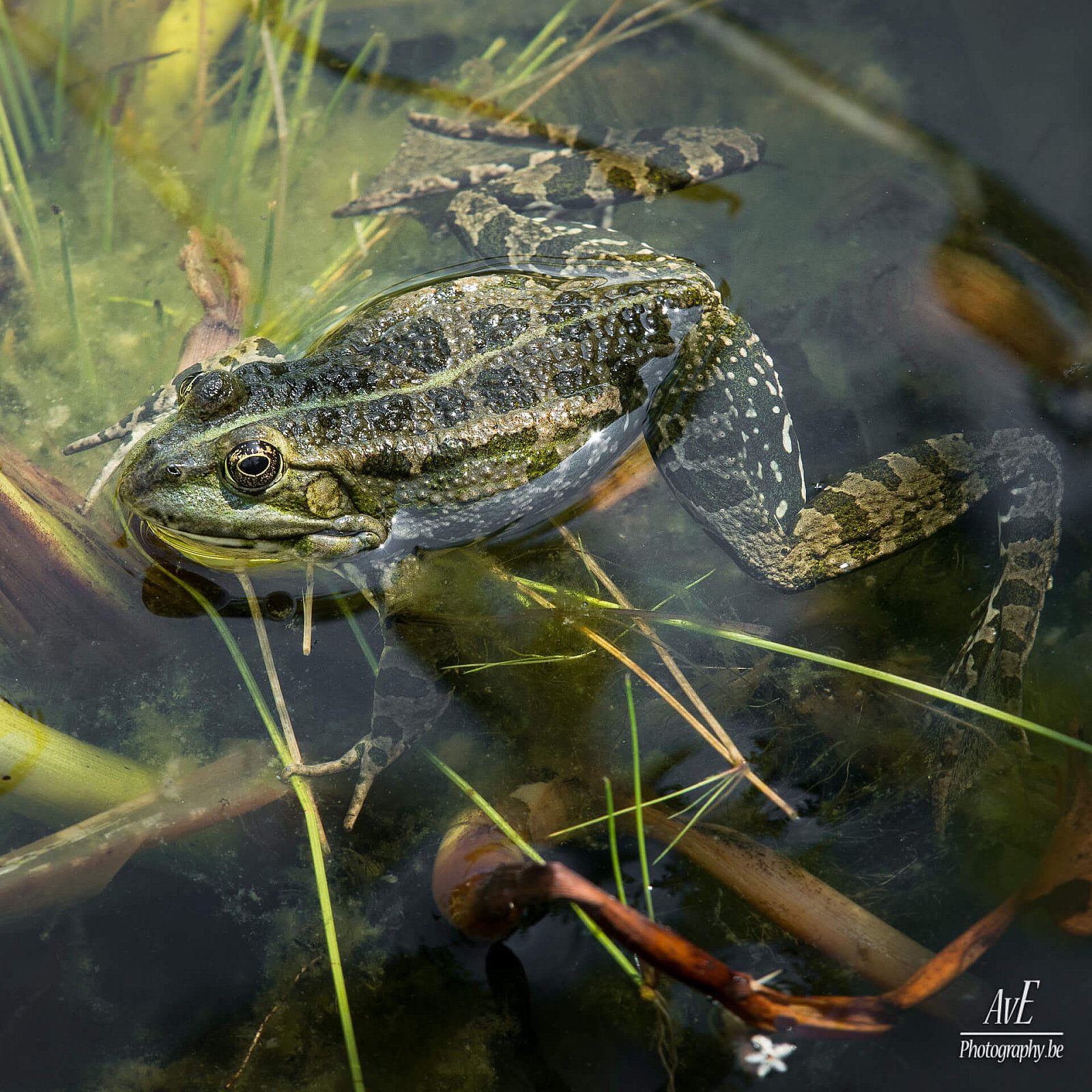 Portfolio - Andere dieren