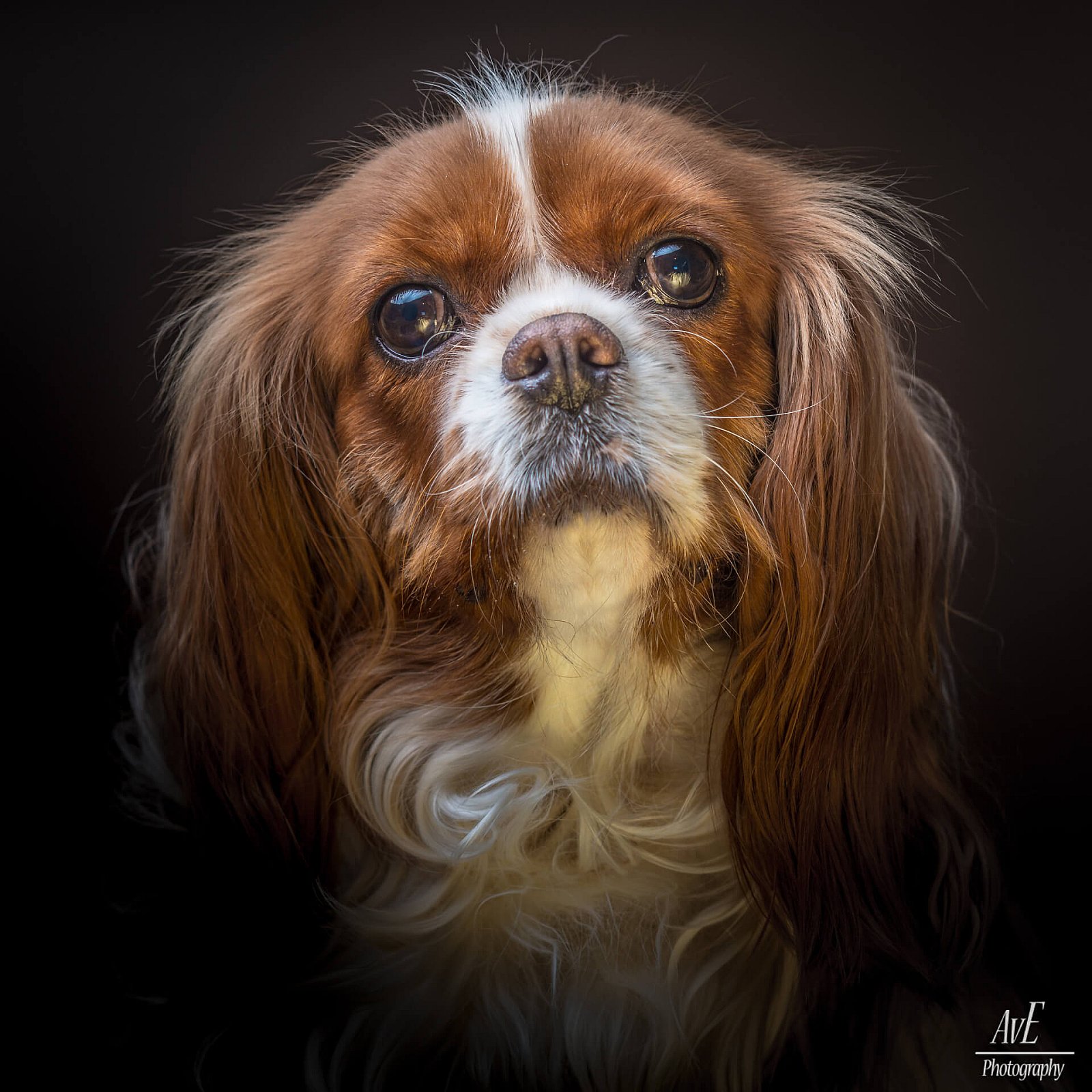 Portfolio - Honden
