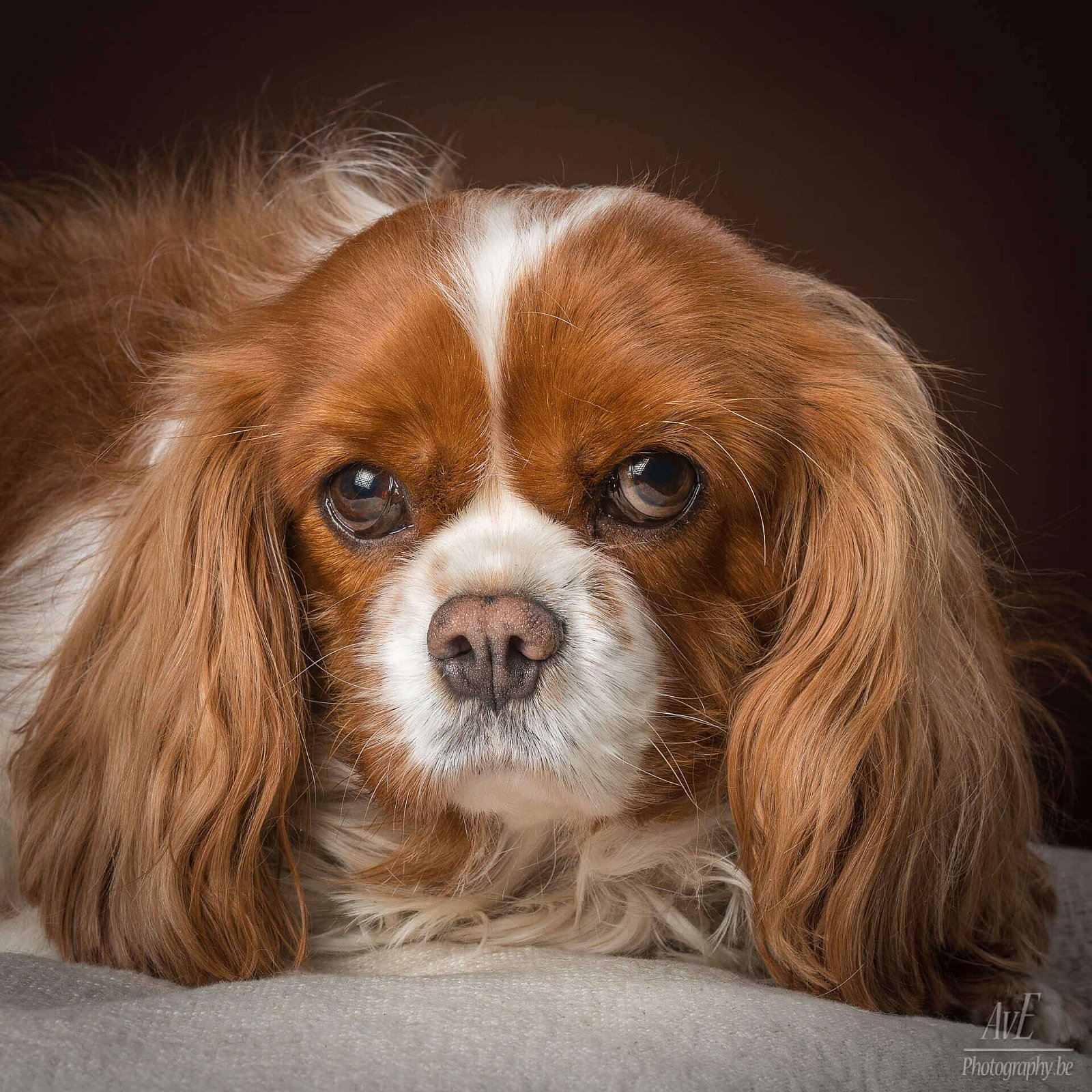Portfolio - Honden