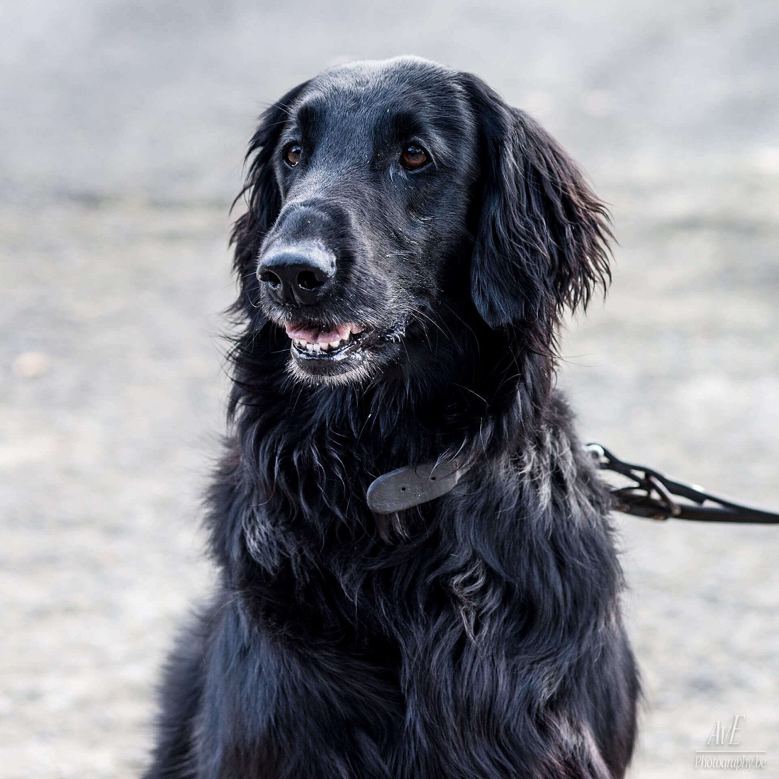 Portfolio - Honden