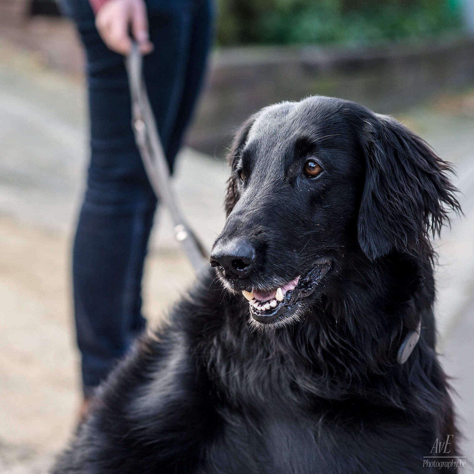 Portfolio - Honden