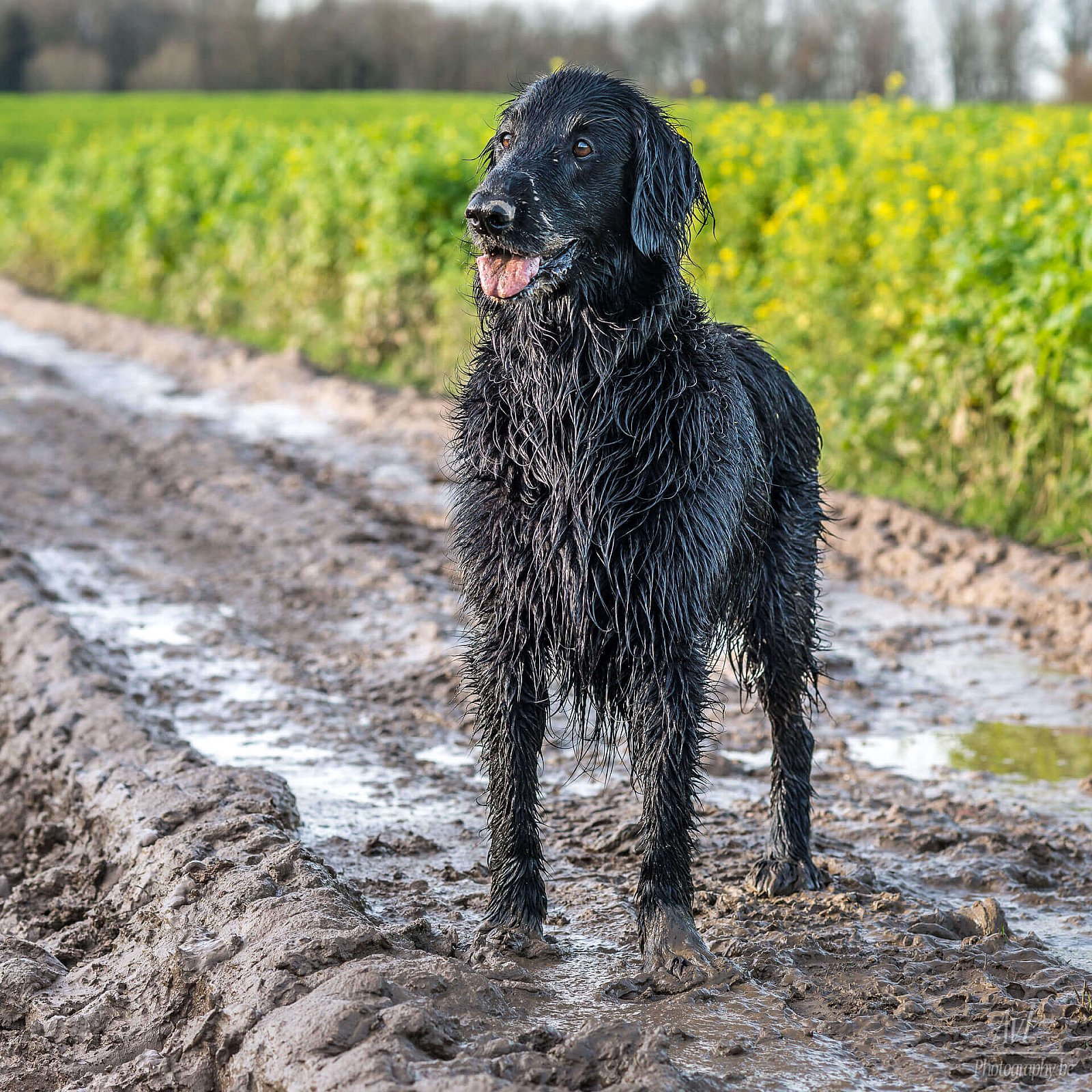 Portfolio - Honden