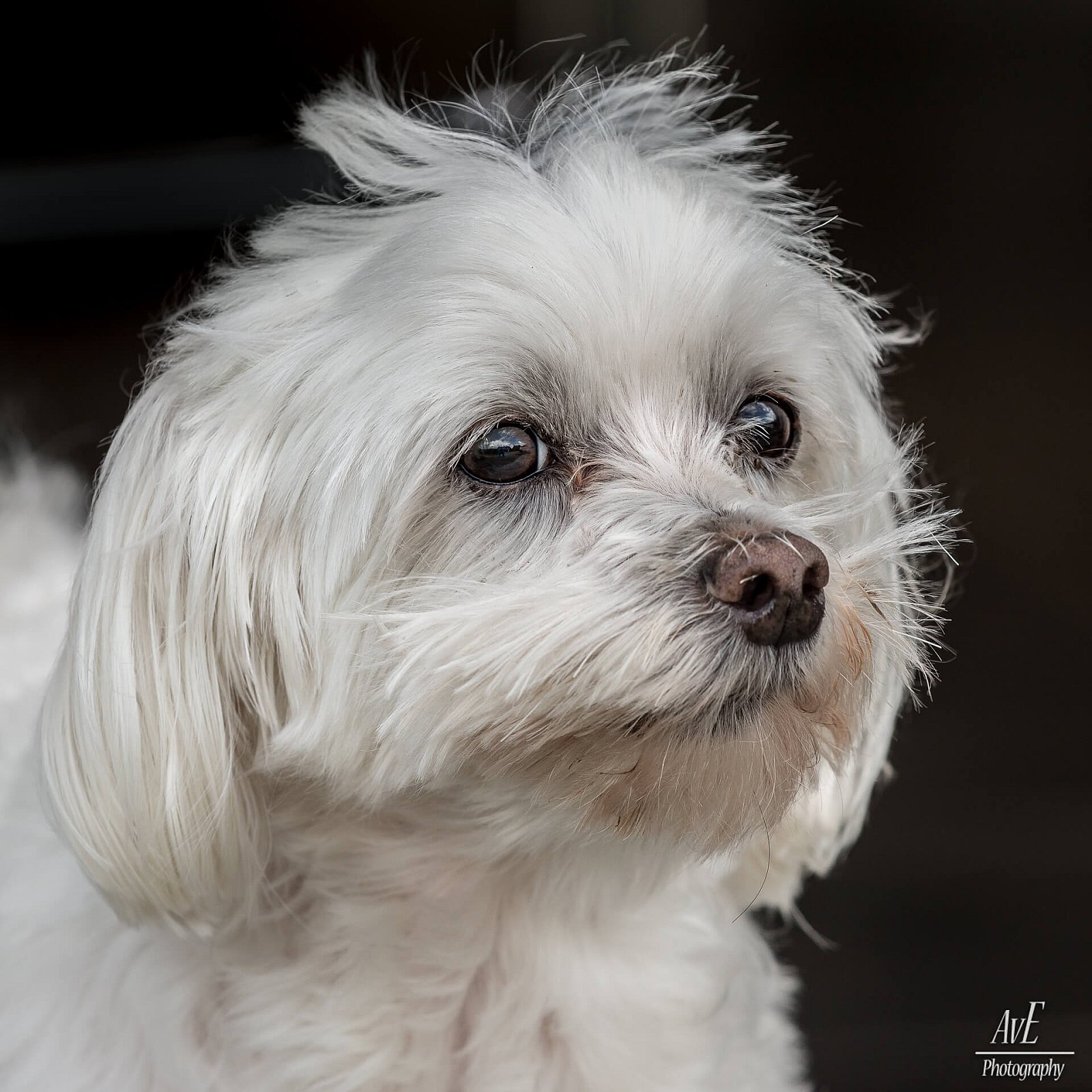 Portfolio - Honden