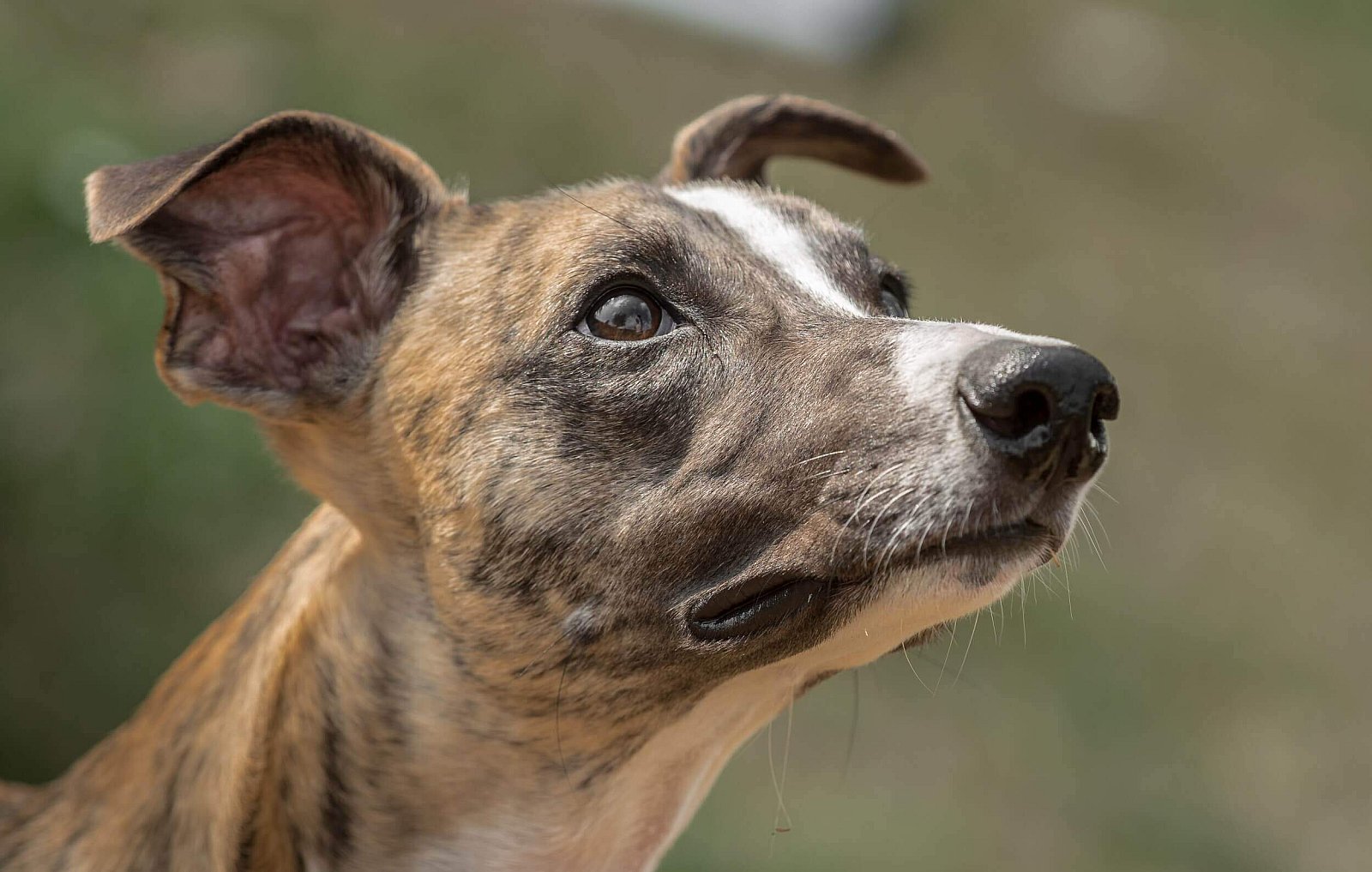 Portfolio - Honden