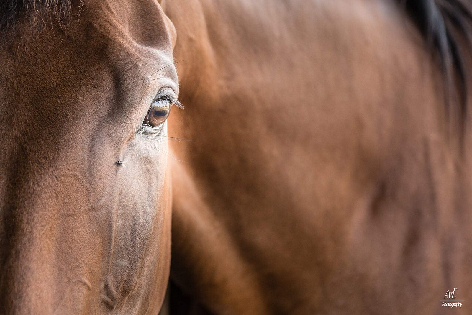 Portfolio - Paarden