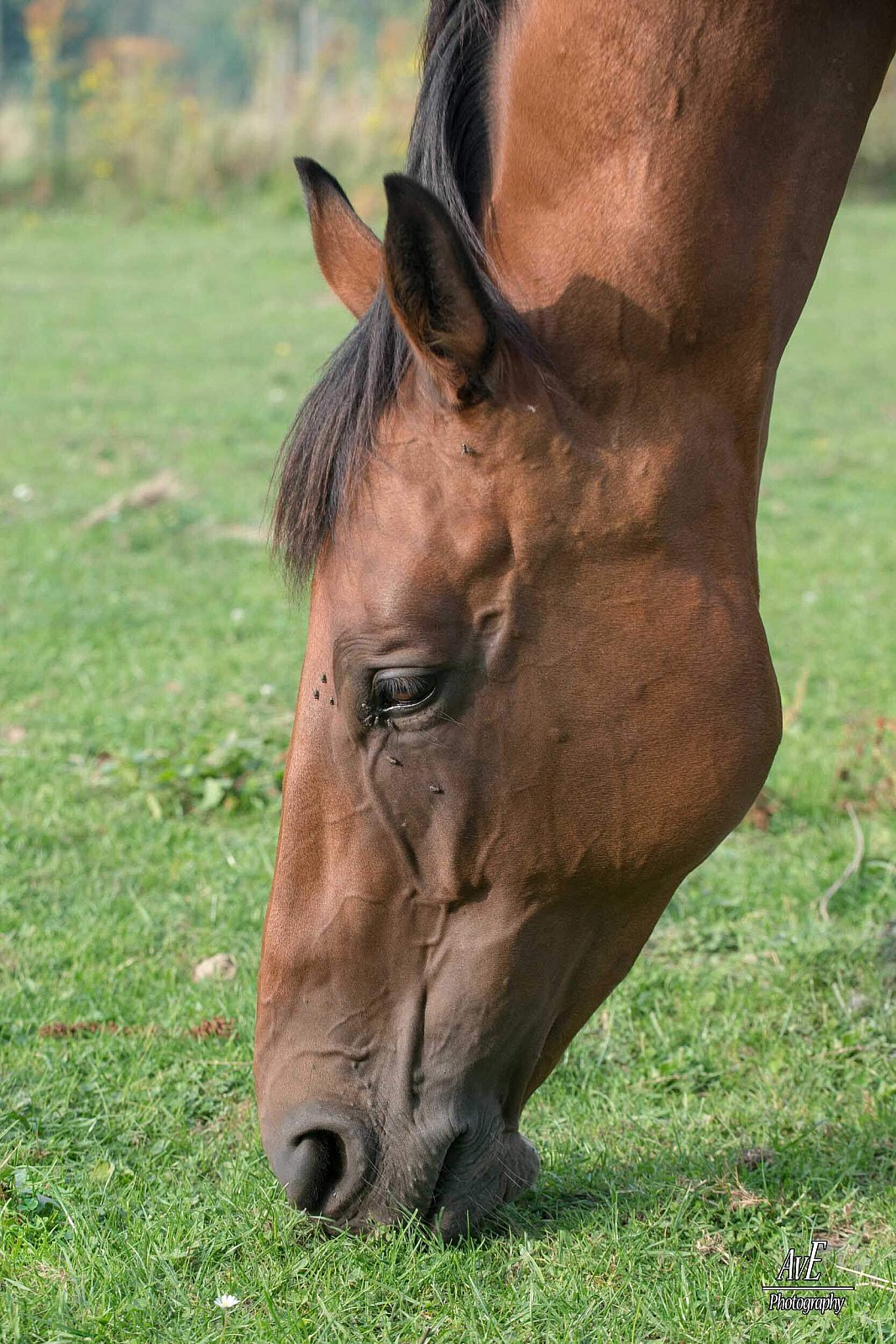 Portfolio - Paarden