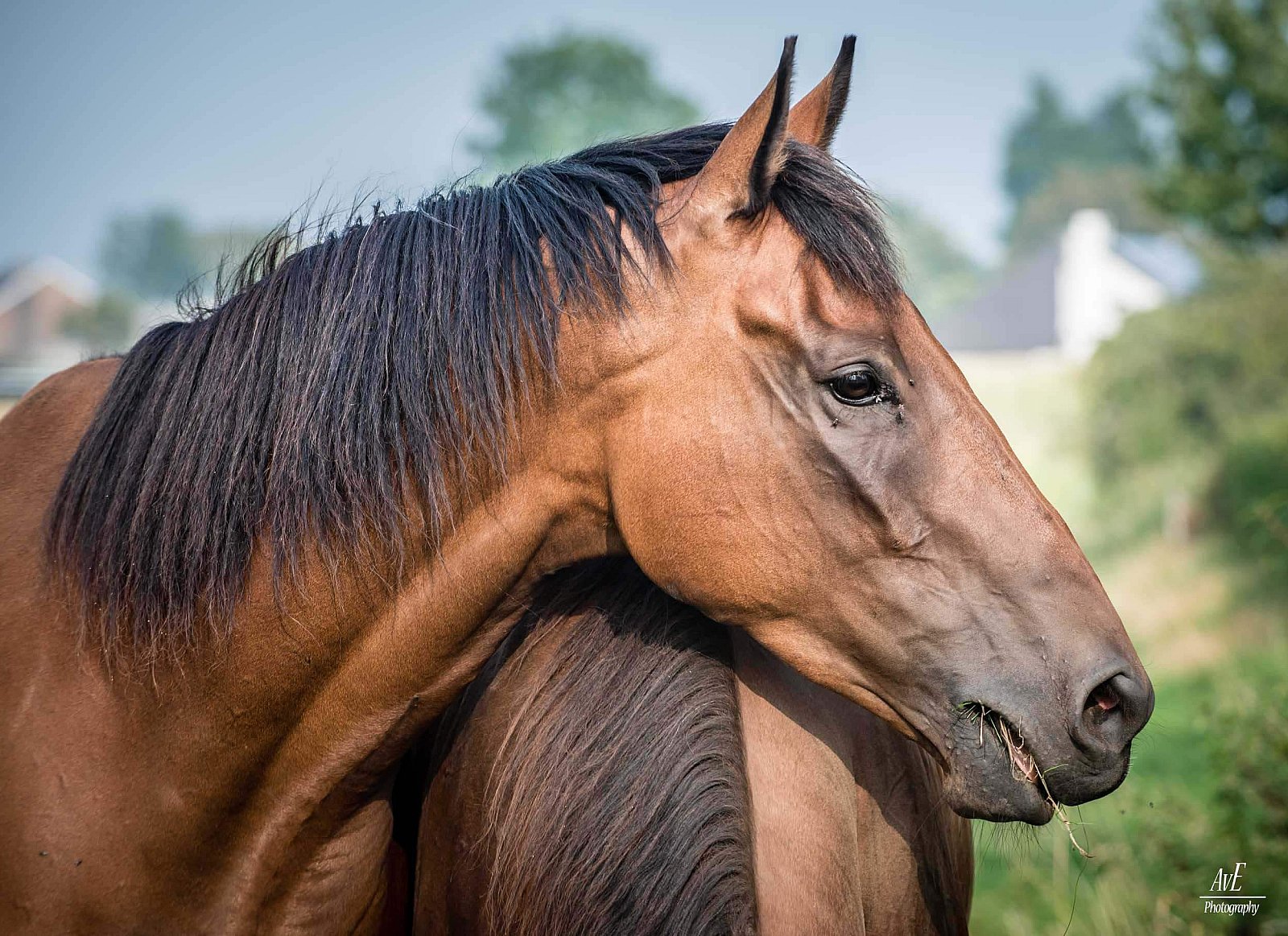 Portfolio - Paarden