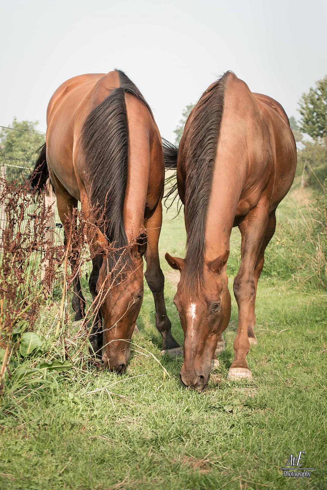 Portfolio - Paarden