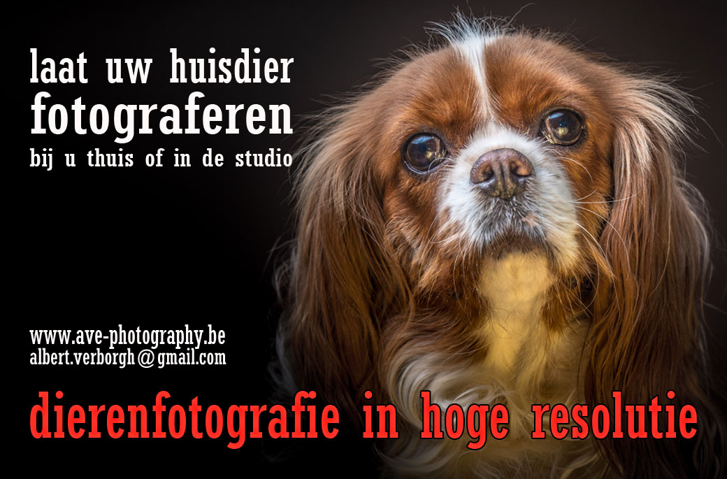 Laat uw huisdier fotograferen2