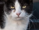 2020 03 26 katten 01 166