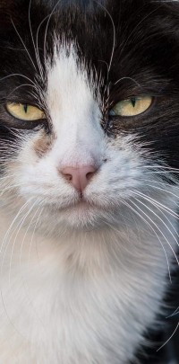 2020 03 26 katten 01 166