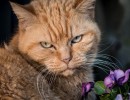 2020 03 26 katten 027