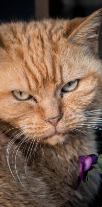 2020 03 26 katten 027