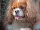 2020 04 10 lady 4661 174