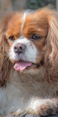 2020 04 10 lady 4661 174