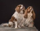 003 odie en nelson 20220326 1