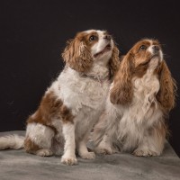 003 odie en nelson 20220326 1