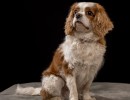 012 odie en nelson 20220326 1