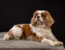 023 odie en nelson 20220326 1