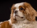 027 odie en nelson 20220326 1