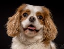 038 odie en nelson 20220326 1
