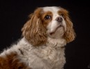 044 odie en nelson 20220326 1