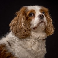 044 odie en nelson 20220326 1