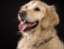 063 odie en nelson 20220326 1