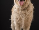 066 odie en nelson 20220326 1