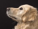 095 odie en nelson 20220326