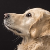 095 odie en nelson 20220326