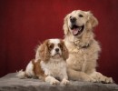 112 odie en nelson 20220326 1