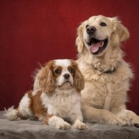 112 odie en nelson 20220326 1