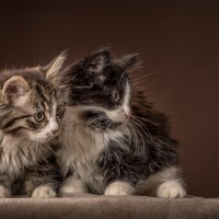 20211222 cruella happy 078