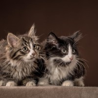 20211222 cruella happy 079