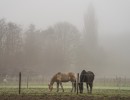 20220113 paarden 01