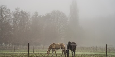20220113 paarden 01