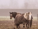20220113 paarden 07