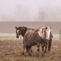 20220113 paarden 07