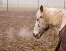20220113 paarden 08