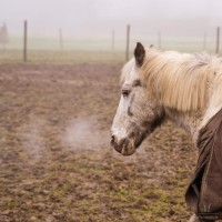 20220113 paarden 08