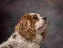 20220326 odie