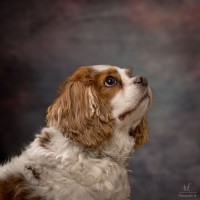 20220326 odie