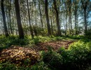 2020 10 21 dsc 0303 296
