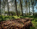 2020 10 21 dsc 0304 297