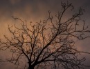 2020 11 11 dsc 0502 307