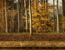 2020 11 23 dsc 1071 315