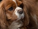 2020 12 14 dsc 2277 327
