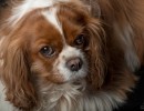2020 12 14 dsc 2280 328